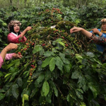 Pembibitan Kopi Gayo Jadi Fokus, Pemerintah Siapkan Rp40 M Pascabencana Aceh
