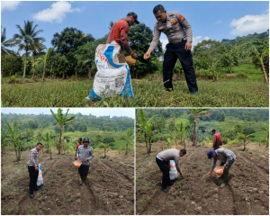 Sinergi untuk Ketahanan Pangan, Satlantas Polres Kuningan Turun Langsung ke Sawah Bantu Petani Desa Cibulan