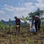Dukung Ketahanan Pangan, Satlantas Polres Kuningan Dampingi Petani Desa Cibulan Rawat Tanaman Jagung