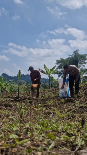 Dukung Ketahanan Pangan, Satlantas Polres Kuningan Dampingi Petani Desa Cibulan Rawat Tanaman Jagung