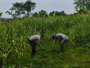Ketahanan Pangan Nasional Diperkuat, Satlantas Polres Kuningan dan Petani Cidahu Lakukan Perawatan Jagung