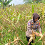 Ketahanan Pangan Nasional: Satlantas Polres Kuningan Pastikan Kesiapan Panen Jagung di Desa Cibulan