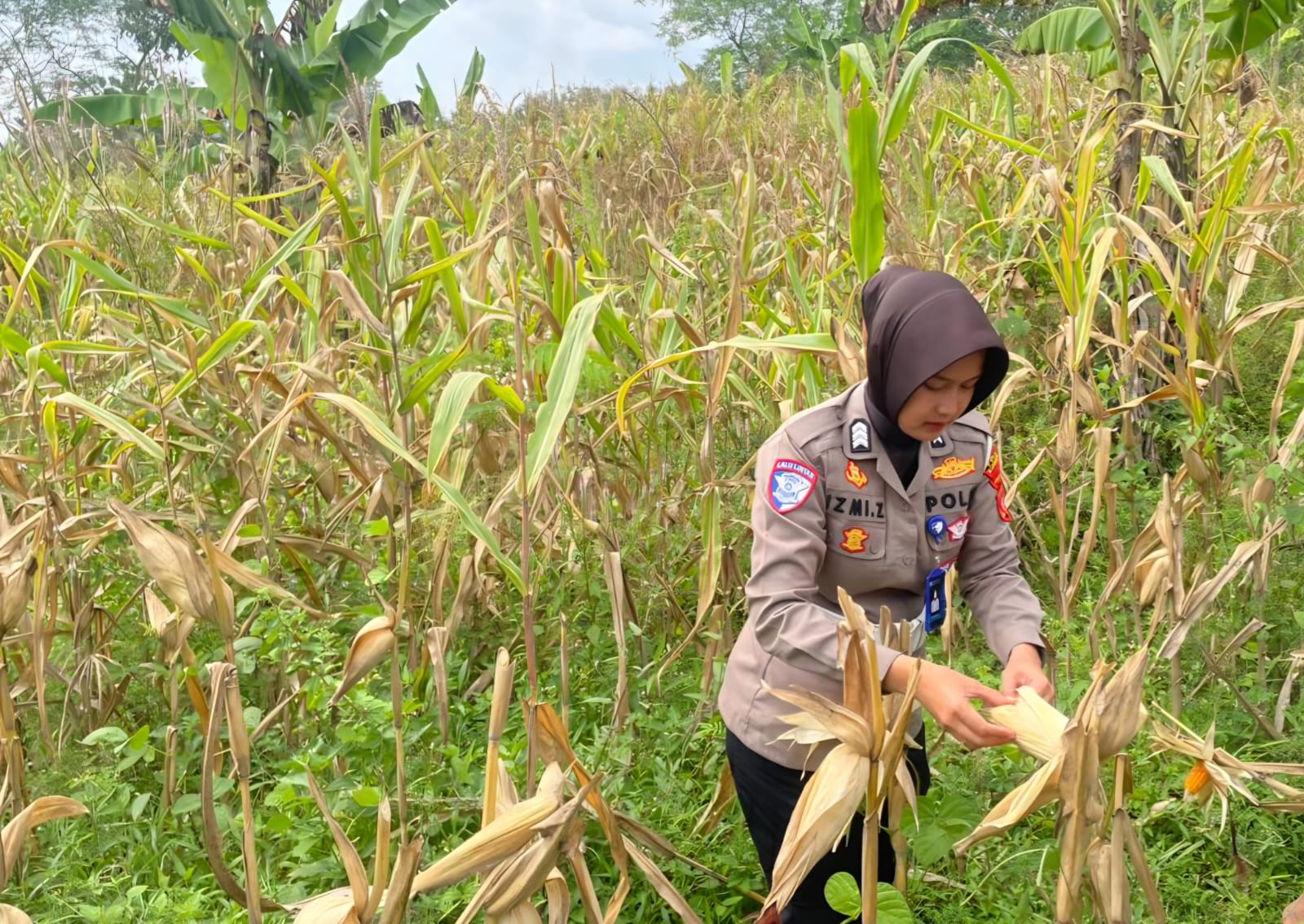 Ketahanan Pangan Nasional: Satlantas Polres Kuningan Pastikan Kesiapan Panen Jagung di Desa Cibulan