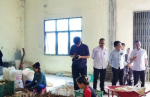 Kementerian Koperasi Tinjau Sentra Produksi Mocaf Pringsewu, Perkuat Ekosistem Koperasi dan UMKM
