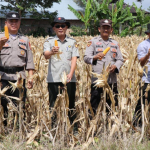 Panen Raya Jagung, Polres Lampung Barat Perkuat Sinergi Dukung Ketahanan Pangan Nasional