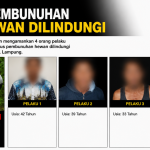 Pembunuh Tapir di Mesuji Lampung Ditangkap, Polisi Ungkap Peran dan Motif Pelaku
