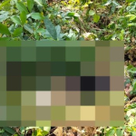 Pria Diduga Curi Sawit di Muba Tewas, Pelaku Diamankan Polisi