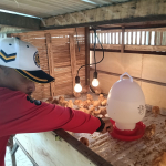 Karutan Manna Pastikan Program Ketahanan Pangan Berjalan Optimal Melalui Pengecekan Peternakan Ayam