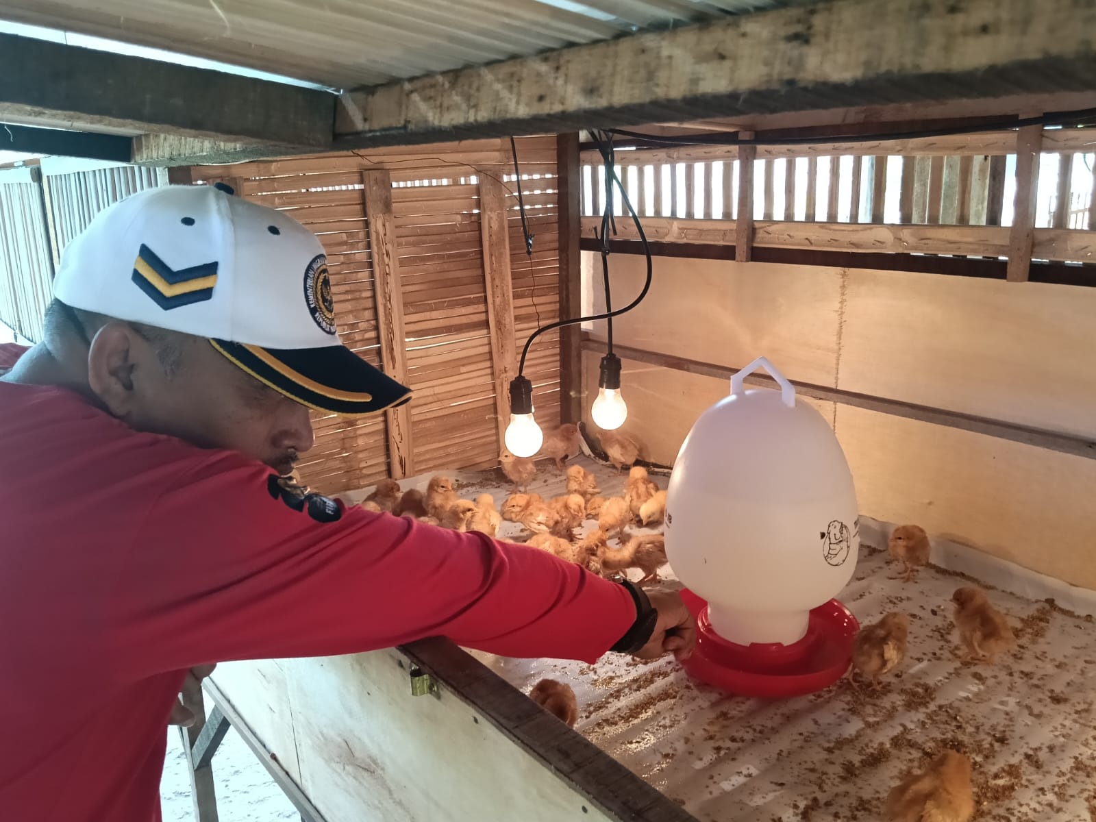 Karutan Manna Pastikan Program Ketahanan Pangan Berjalan Optimal Melalui Pengecekan Peternakan Ayam