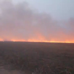 Api Melalap 20 Hektare Kebun Tebu di Rayon 2 Sidodadi PG Bungamayang, Armada Pemadam Sempat Terkendala