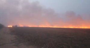 Api Melalap 20 Hektare Kebun Tebu di Rayon 2 Sidodadi PG Bungamayang, Armada Pemadam Sempat Terkendala