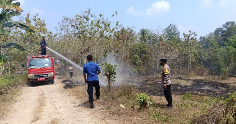 Si Jago Merah Lalap Satu Hektare Lahan Perkebunan Jati di Ambarawa, Pringsewu