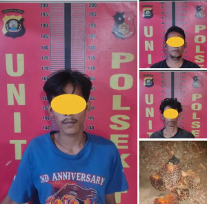 Dugaan Pencurian Sawit di Kebun PT SBL, Tiga Pria Diciduk