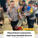 Buaya Liar Berkeliaran Dekat Permukiman Warga Kotabumi