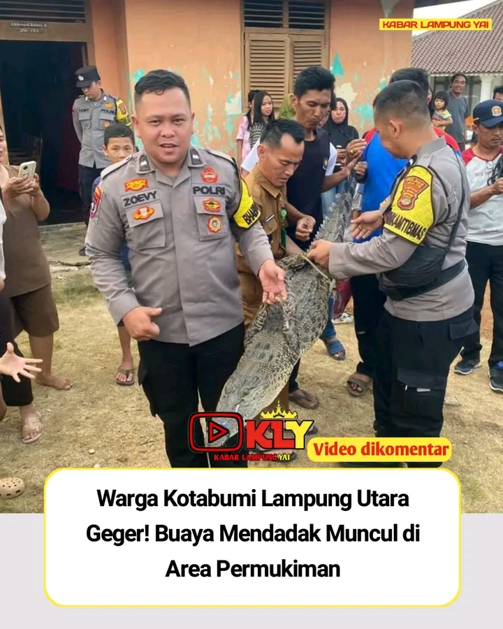 Buaya Liar Berkeliaran Dekat Permukiman Warga Kotabumi