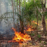 Tim RKP PT Surya Bumi Agro Langgeng Padamkan Kebakaran Lahan di Benakat